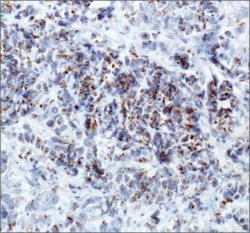 ERManI Antibody (3C2) - Azide and BSA Free, Novus Biologicals 0.1 mL; Unconjugated:Antibodies,